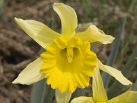 Narcissus pseudonarcissus 3, Wilde narcis, Saxifraga-Marijke Verhagen