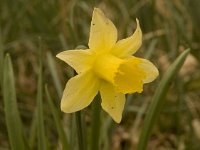Narcissus pseudonarcissus 30, Wilde narcis, Saxifraga-Willem van Kruijsbergen