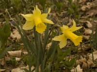 Narcissus pseudonarcissus 31, Wilde narcis, Saxifraga-Willem van Kruijsbergen