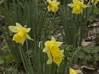 Narcissus pseudonarcissus 32, Wilde narcis, Saxifraga-Willem van Kruijsbergen