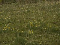 Narcissus pseudonarcissus 36, Wilde narcis, habitat, Saxifraga-Willem van Kruijsbergen