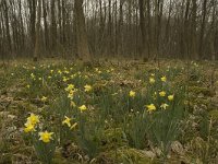 Narcissus pseudonarcissus 37, Wilde narcis, habitat, Saxifraga-Willem van Kruijsbergen