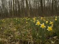 Narcissus pseudonarcissus 38, Wilde narcis, habitat, Saxifraga-Willem van Kruijsbergen