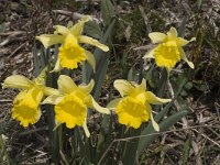 Narcissus pseudonarcissus 4, Wilde narcis, Saxifraga-Marijke Verhagen