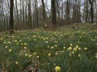 Narcissus pseudonarcissus 43, Wilde narcis, habitat, Saxifraga-Willem van Kruijsbergen