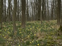 Narcissus pseudonarcissus 44, Wilde narcis, habitat, Saxifraga-Willem van Kruijsbergen