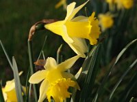 Narcissus pseudonarcissus 49, Wilde narcis, Saxifraga-Hans Dekker