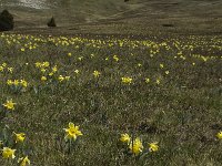 Narcissus pseudonarcissus 5, Wilde narcis, Saxifraga-Jan van der Straaten