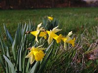 Narcissus pseudonarcissus 50, Wilde narcis, Saxifraga-Hans Dekker
