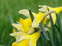Narcissus pseudonarcissus 53, Wilde narcis, Saxifraga-Hans Dekker