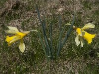 Narcissus pseudonarcissus 54, Wilde narcis, Saxifraga-Willem van Kruijsbergen
