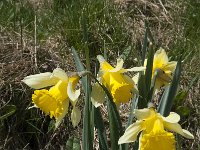 Narcissus pseudonarcissus 56, Wilde narcis, Saxifraga-Willem van Kruijsbergen