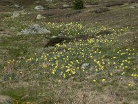 Narcissus pseudonarcissus 66, Wilde narcis, Saxifraga-Willem van Kruijsbergen