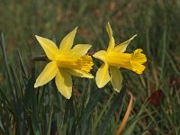 Narcissus pseudonarcissus 67, Wilde narcis, Saxifraga-Hans Dekker