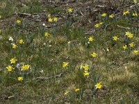 Narcissus pseudonarcissus 7, Wilde narcis, Saxifraga-Marijke Verhagen