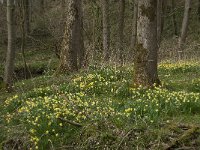 Narcissus pseudonarcissus 73, Wilde narcis, Saxifraga-Willem van Kruijsbergen