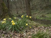 Narcissus pseudonarcissus 74, Wilde narcis, Saxifraga-Willem van Kruijsbergen