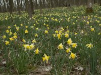 Narcissus pseudonarcissus 75, Wilde narcis, Saxifraga-Willem van Kruijsbergen