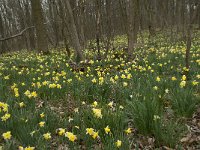 Narcissus pseudonarcissus 76, Wilde narcis, Saxifraga-Willem van Kruijsbergen