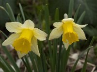 Narcissus pseudonarcissus 78, Wilde narcis, Saxifraga-Willem van Kruijsbergen