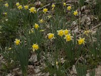 Narcissus pseudonarcissus 79, Wilde narcis, Saxifraga-Willem van Kruijsbergen
