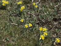Narcissus pseudonarcissus 8, Wilde narcis, Saxifraga-Marijke Verhagen