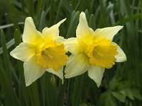 Narcissus pseudonarcissus 81, Wilde narcis, Saxifraga-Willem van Kruijsbergen