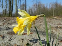 Narcissus pseudonarcissus 89, Wilde narcis, Saxifraga-Rutger Barendse