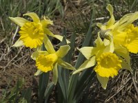 Narcissus pseudonarcissus 9, Wilde narcis, Saxifraga-Marijke Verhagen