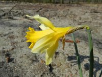 Narcissus pseudonarcissus 90, Wilde narcis, Saxifraga-Rutger Barendse