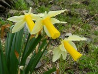 Narcissus pseudonarcissus ssp bicolor 107, Saxifraga-Rutger Barendse