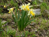 Narcissus pseudonarcissus ssp bicolor 109, Saxifraga-Rutger Barendse