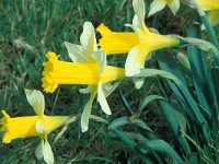 Narcissus pseudonarcissus ssp nobilis 33, Saxifraga-Jan Jansen