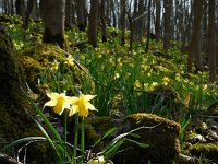Narcissus pseudonarcissus ssp pseudonarcissus 100, Wilde narcis, Saxifraga-Ed Stikvoort