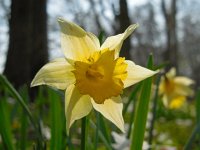 Narcissus pseudonarcissus ssp pseudonarcissus 101, Wilde narcis, Saxifraga-Ed Stikvoort