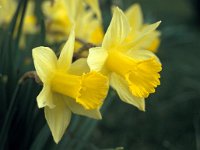 Narcissus pseudonarcissus ssp pseudonarcissus 34, Wilde narcis, Saxifraga-Hans Dekker