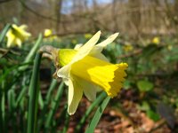 Narcissus pseudonarcissus ssp pseudonarcissus 93, Wilde narcis, Saxifraga-Rutger Barendse