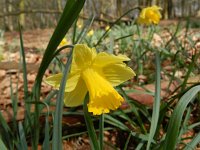 Narcissus pseudonarcissus ssp pseudonarcissus 95, Wilde narcis, Saxifraga-Rutger Barendse