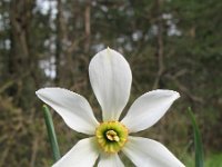 Narcissus radiiflorus 10, Saxifraga-Rutger Barendse