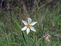 Narcissus radiiflorus 11, Saxifraga-Jeroen Willemsen