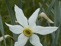 Narcissus radiiflorus 2, Saxifraga-Jan van der Straaten