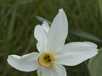 Narcissus radiiflorus 3, Saxifraga-Jan van der Straaten
