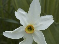 Narcissus radiiflorus 4, Saxifraga-Jan van der Straaten