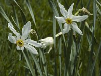 Narcissus radiiflorus 5, Saxifraga-Jan van der Straaten