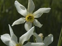 Narcissus radiiflorus 6, Saxifraga-Marijke Verhagen