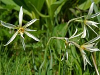 Narcissus radiiflorus 7, Saxifraga-Willem van Kruijsbergen