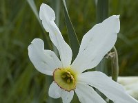 Narcissus radiiflorus 8, Saxifraga-Jan van der Straaten