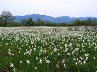 Narcissus radiiflorus 9, Saxifraga-Jasenka Topic