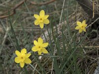 Narcissus rupicola 10, Saxifraga-Willem van Kruijsbergen