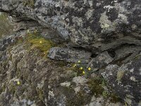 Narcissus rupicola 12, Saxifraga-Willem van Kruijsbergen